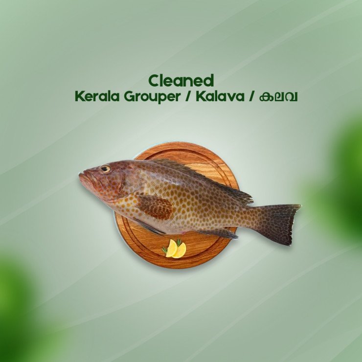 Cleaned Hamour / Grouper /കലവ Pcs - 400gm